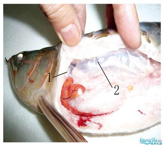 龍魚浮頭沉尾后如何護(hù)理，龍魚浮頭沉尾后如何護(hù)理思考完成（server_id=2）