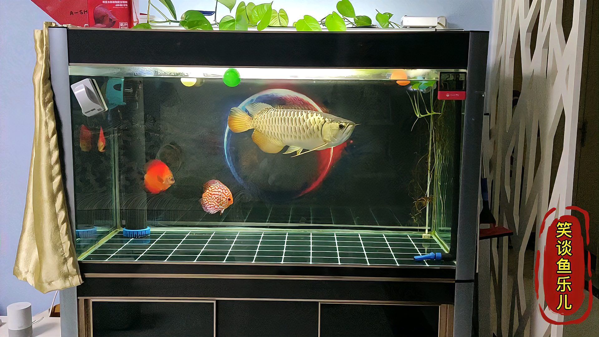 有哪些方法可以減少龍魚的驚嚇？