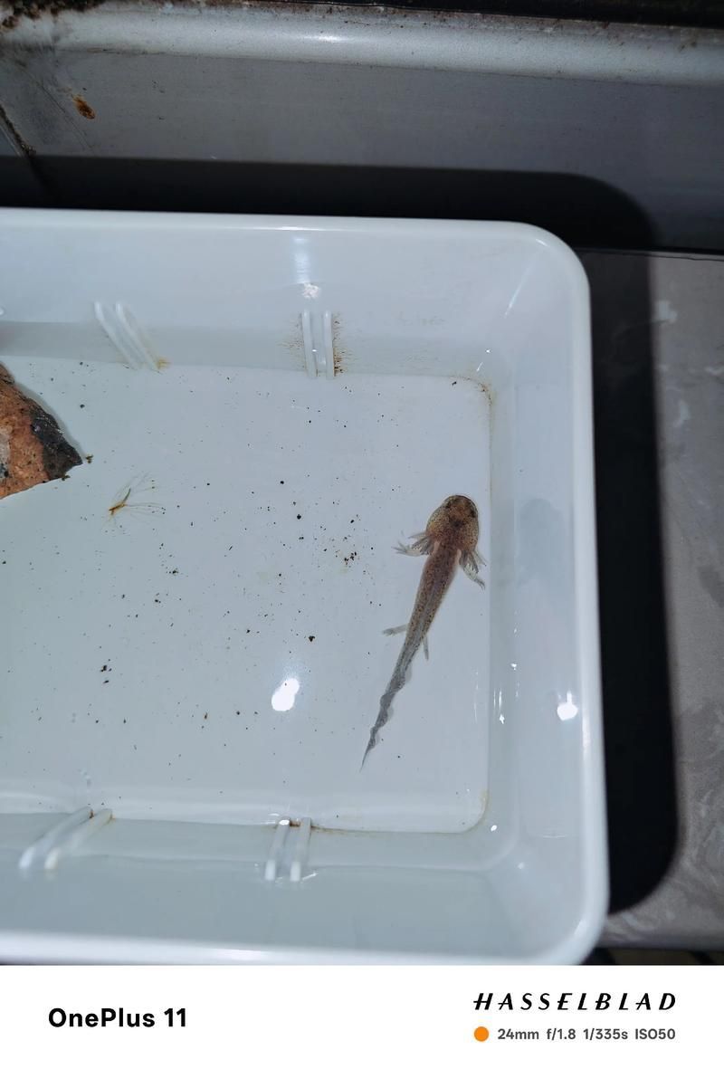 如何測量和監控六角龍魚的水溫，六角龍魚的水溫管理