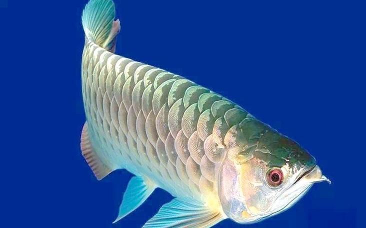 給我?guī)讖堼堲~立鱗病的圖片，龍魚立鱗病的癥狀和治療方法