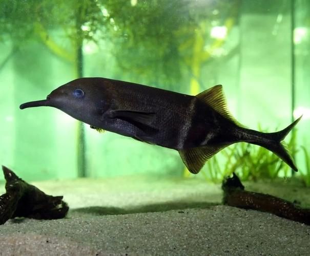 如何區分不同種類的象鼻魚？，如何區分不同種類象鼻魚？