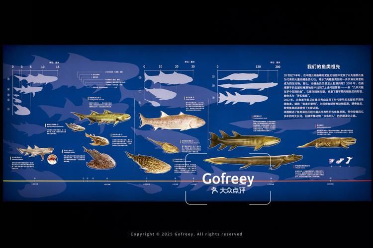 如何區分不同種類的象鼻魚？，如何區分不同種類象鼻魚？