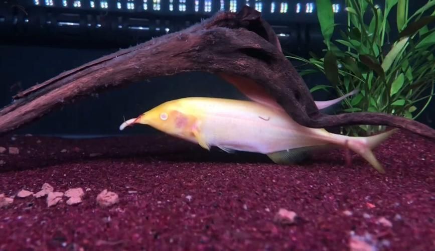 如何區分不同種類的象鼻魚？，如何區分不同種類象鼻魚？