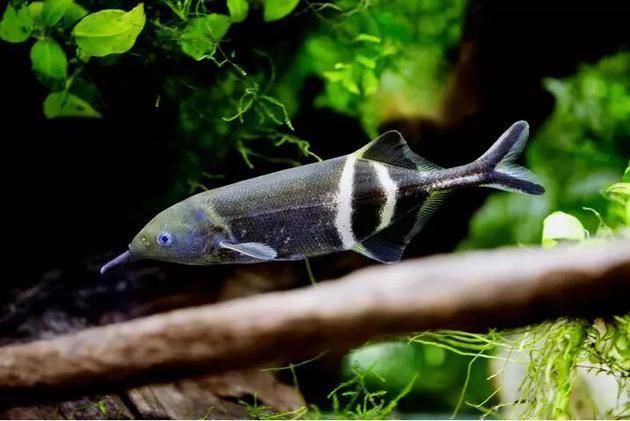 如何區分不同種類的象鼻魚？，如何區分不同種類象鼻魚？