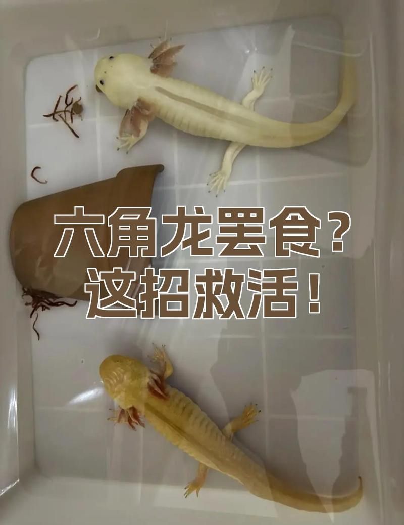 六角龍不吃東西怎么辦，六角龍不吃東西不吃東西怎么辦，六角龍不吃東西怎么辦