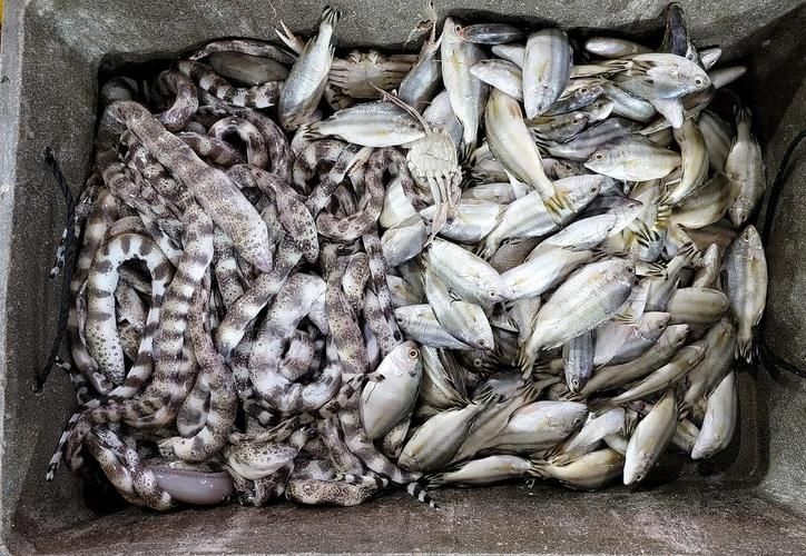 哪里可以買到新鮮的汕頭杜龍魚？