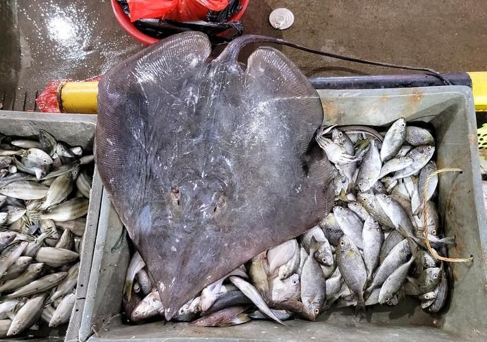 哪里可以買到新鮮的汕頭杜龍魚？