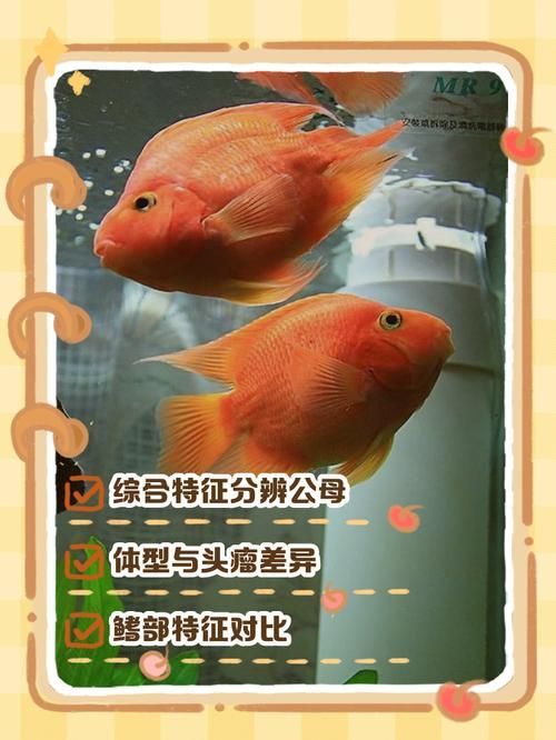 給我一些辨別龍鳳龍魚真偽的圖片，如何辨別龍鳳龍魚的真偽？