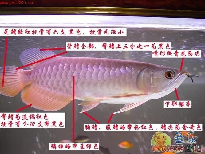 給我一些辨別龍鳳龍魚真偽的圖片，如何辨別龍鳳龍魚的真偽？
