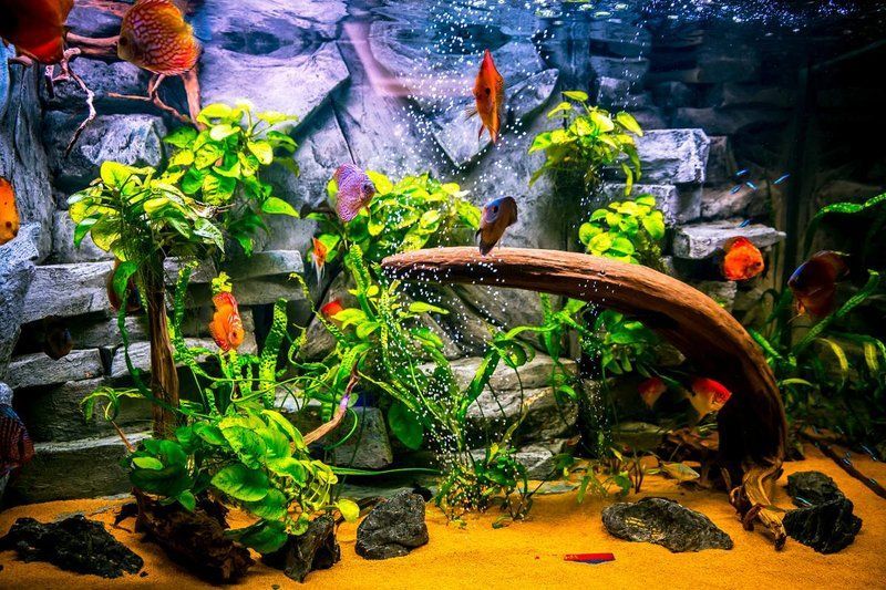 有哪些方法可以降低魚(yú)缸水溫