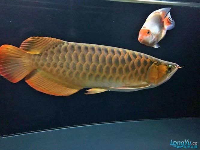 紅龍魚有哪些品種，紅龍魚有哪些品種紅龍魚的壽命與養(yǎng)護(hù)全攻略