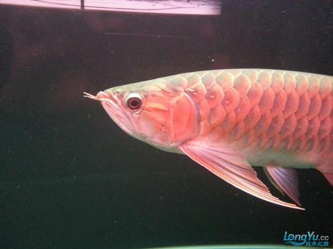 紅龍魚有哪些品種，紅龍魚有哪些品種紅龍魚的壽命與養(yǎng)護(hù)全攻略