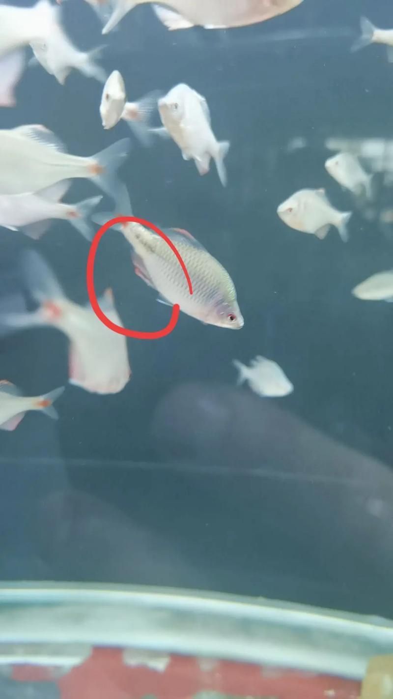 如何預防爛尾魚的發生，arxiv論文助手可輔助獲取最新的水產病理學研究論文