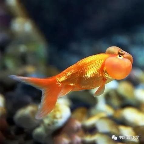 金魚尾巴充血爛尾是怎么回事，關于金魚尾巴充血爛尾的詳細解析