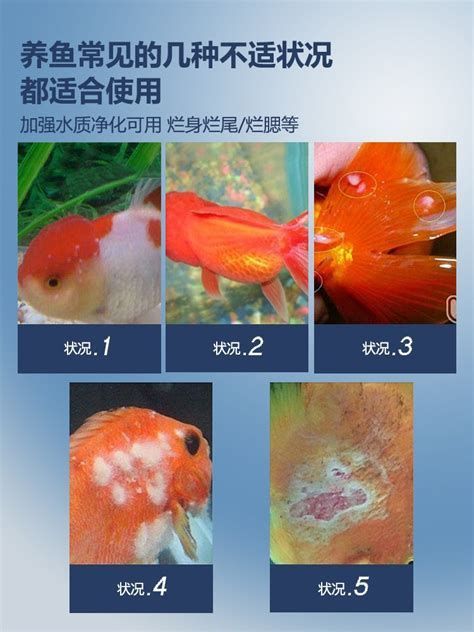 金魚尾巴充血爛尾是怎么回事，關于金魚尾巴充血爛尾的詳細解析