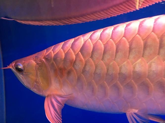 有哪些常見的江口龍魚偽品，關(guān)于江口龍魚的鑒別