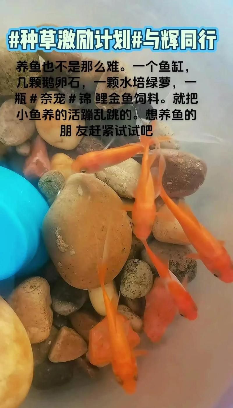 龍魚和錦鯉哪個更適合新手，龍魚和錦鯉哪個更適合新手養魚
