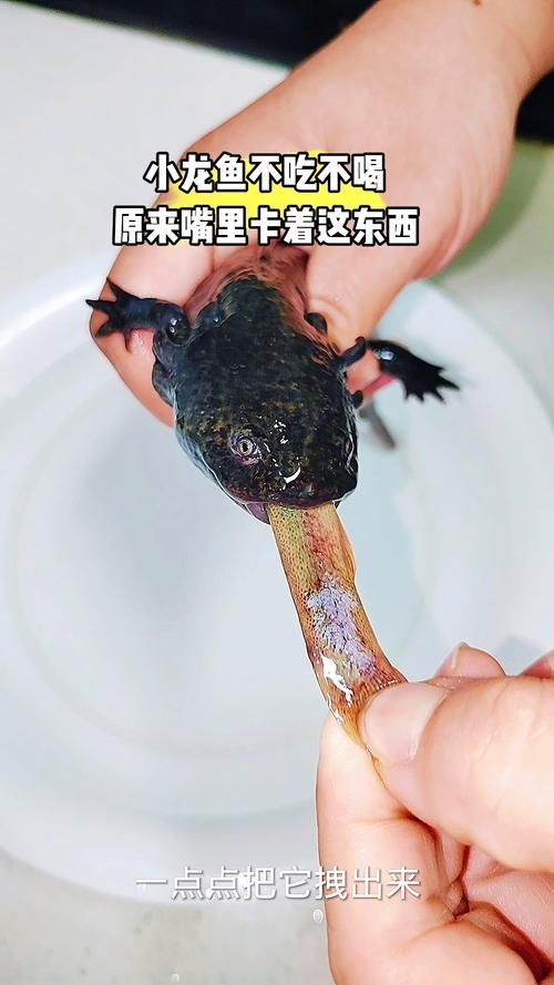 能否分享一些小龍魚的行為照片，如何判斷小龍魚的健康狀態