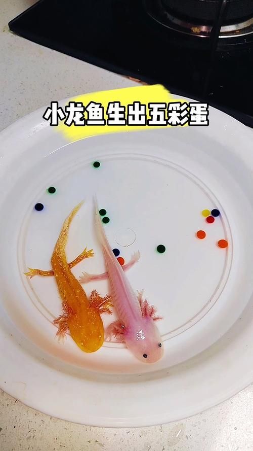 能否分享一些小龍魚的行為照片，如何判斷小龍魚的健康狀態