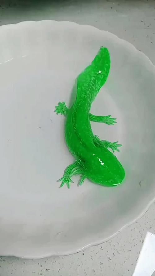能否分享一些小龍魚的行為照片，如何判斷小龍魚的健康狀態
