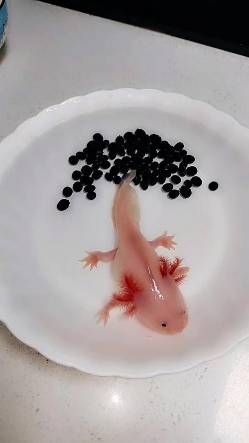 能否分享一些小龍魚的行為照片，如何判斷小龍魚的健康狀態