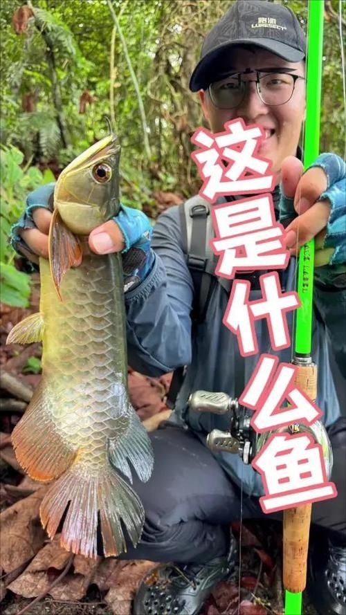 能否分享一些小龍魚的行為照片，如何判斷小龍魚的健康狀態