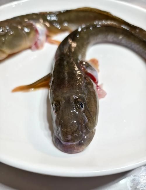 能否分享一些小龍魚的行為照片，如何判斷小龍魚的健康狀態