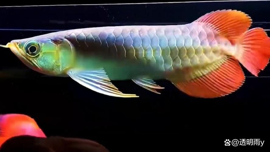 給我一些關于博野龍魚的圖片