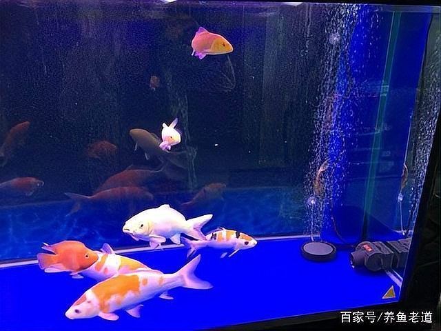 如何維護龍魚的過濾系統？，如何維護龍魚過濾系統
