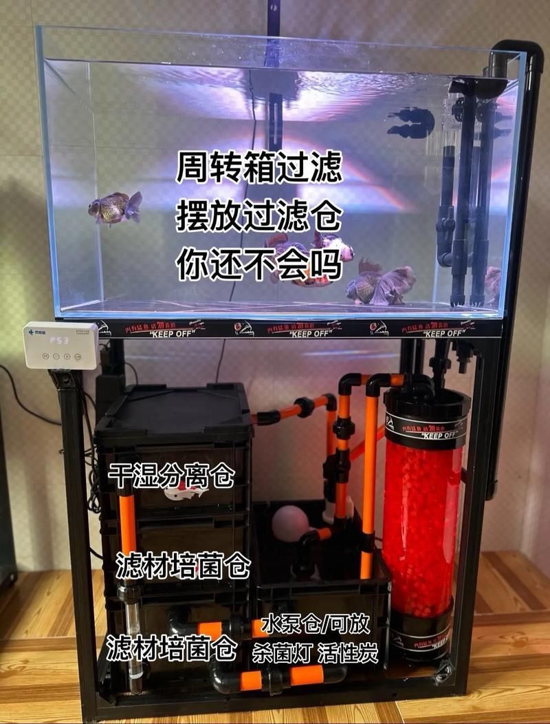 如何維護龍魚的過濾系統？，如何維護龍魚過濾系統