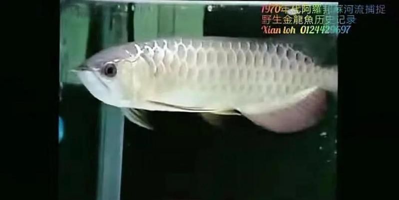 如何判斷古典過背金龍是否純正，判斷古典過背金龍是否純正的過背金龍是否純正的過背