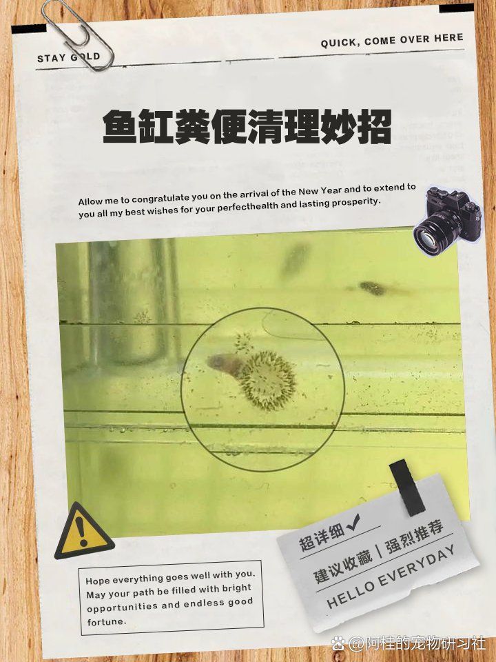 如何處理龍魚吃面包蟲的殘渣，如何處理龍魚吃面包蟲殘渣