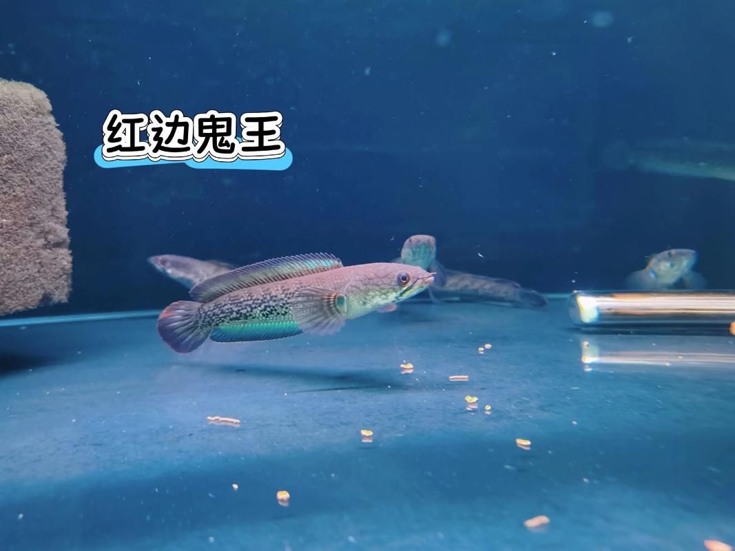 給我一些鑒別雷州龍魚品質(zhì)的圖片，如何鑒別雷州龍魚品質(zhì)？