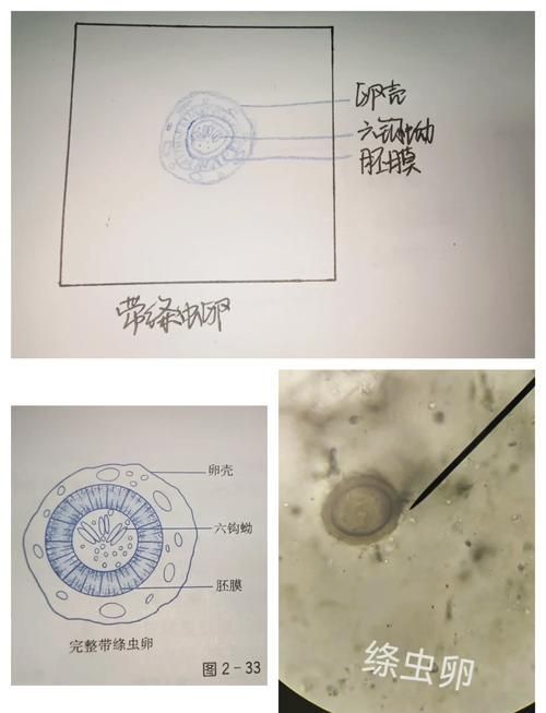 龍魚感染內寄生蟲后還能活多久？