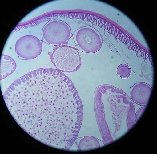 龍魚感染內寄生蟲后還能活多久？