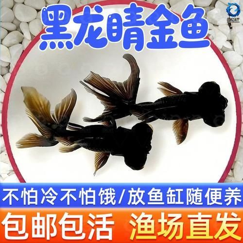 黑龍睛金魚的繁殖方法，黑龍睛金魚的繁殖方法詳解（黑龍睛金魚繁殖方法詳解）