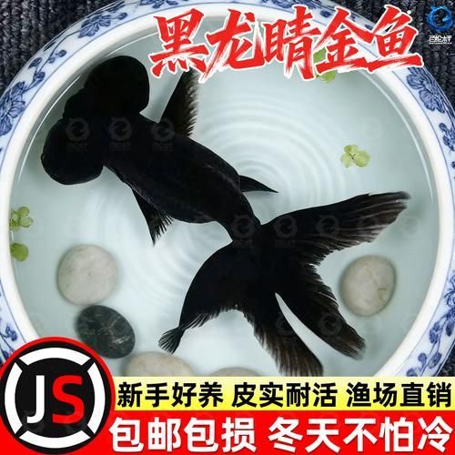 黑龍睛金魚的繁殖方法，黑龍睛金魚的繁殖方法詳解（黑龍睛金魚繁殖方法詳解）