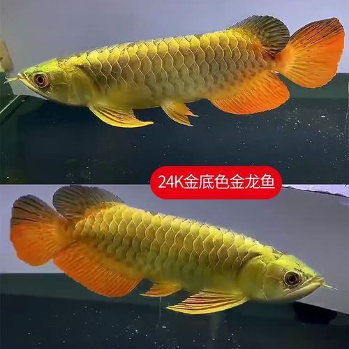 20公分紅龍魚苗的價格是多少？，20公分紅龍魚苗的價格是多少,
