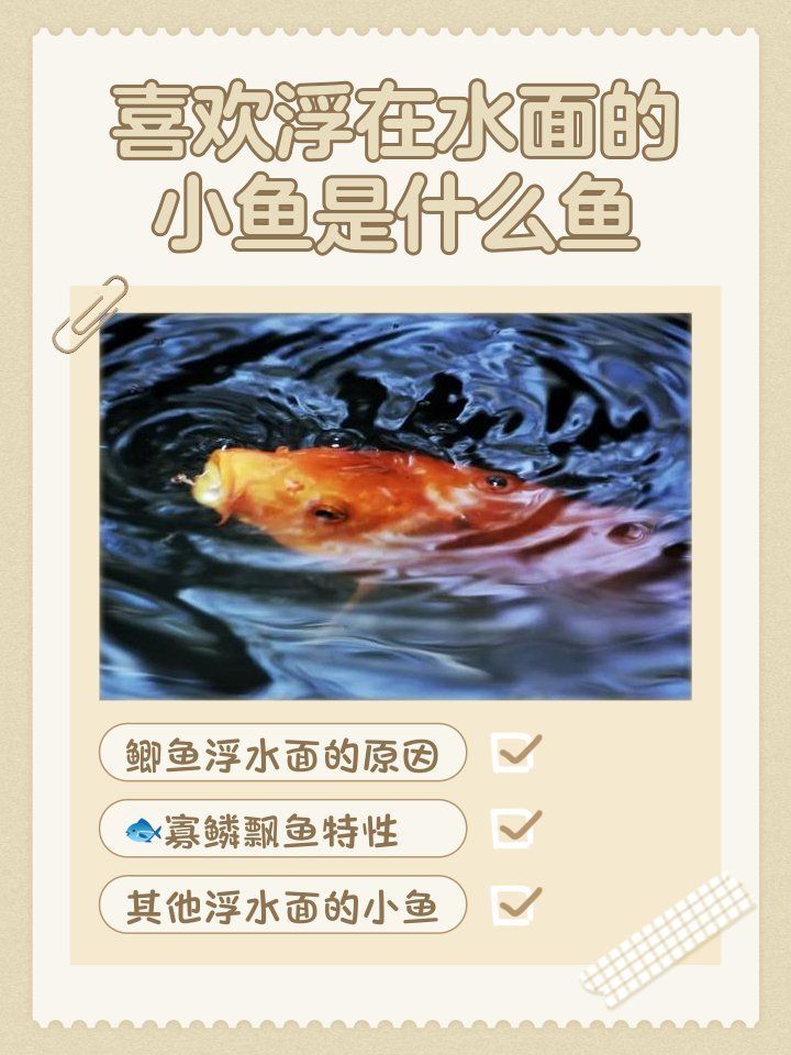 哪些魚容易浮頭，哪些魚容易浮頭，魚類浮頭的原因