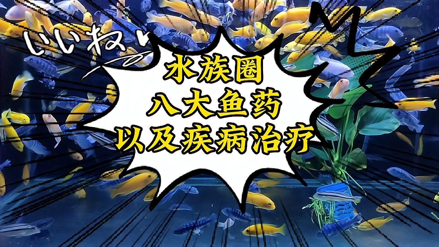有哪些藥物可以有效治療魚體潰爛，魚體潰爛怎么辦