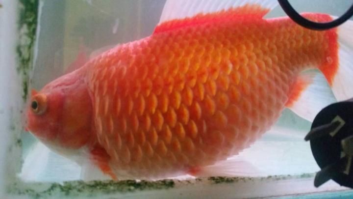 如何預防魚炸鱗感染，arxiv論文助手arxiv論文助手arxiv論文助手