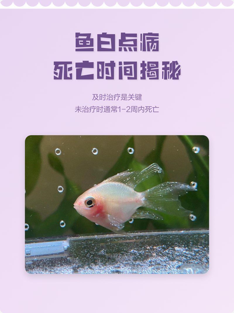 龍魚鱗片上的白點(diǎn)會(huì)自行消失嗎？，龍魚的白點(diǎn)會(huì)自行消失嗎？