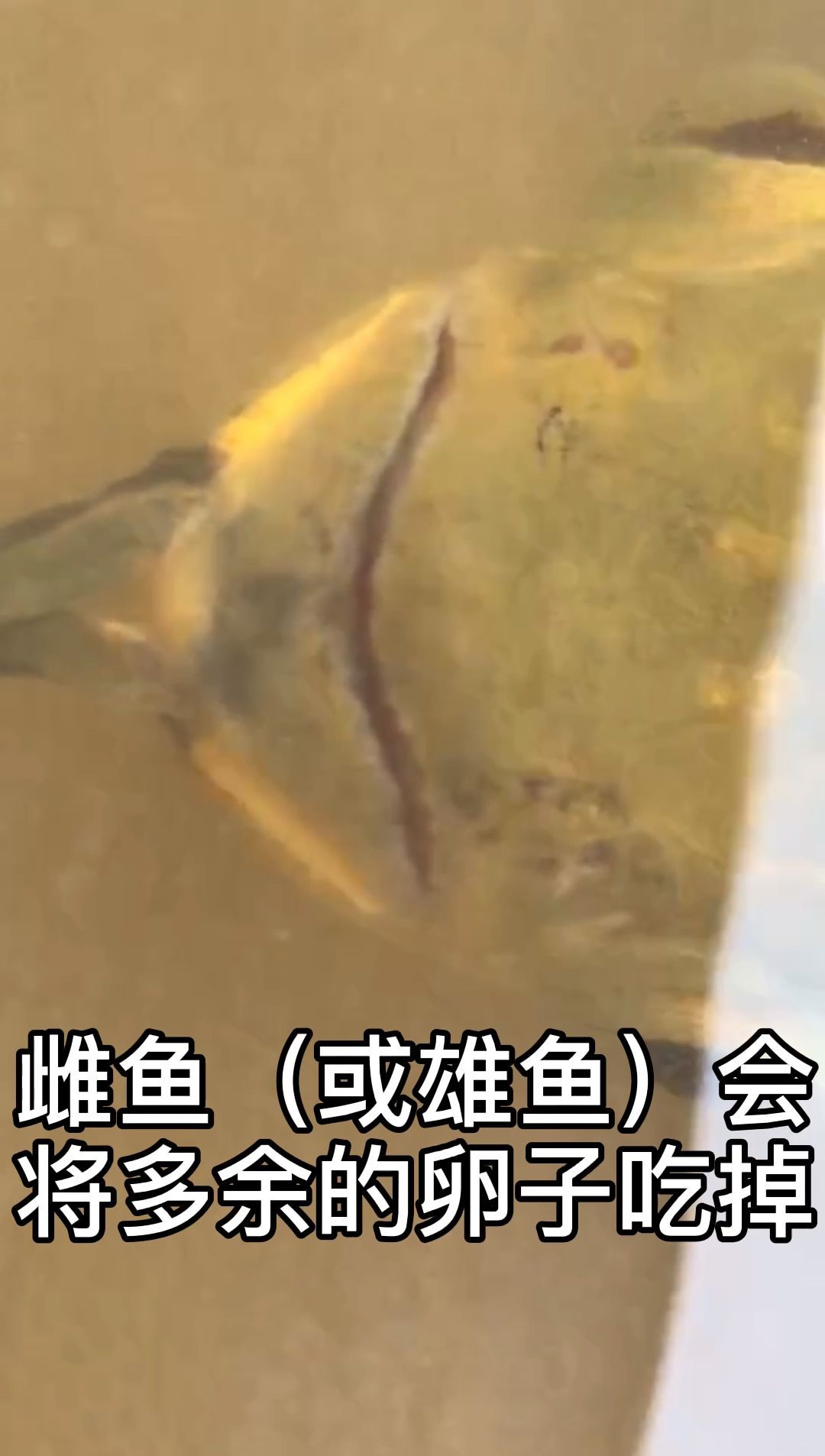能否提供龍魚繁殖的詳細(xì)步驟，龍魚的繁殖方法