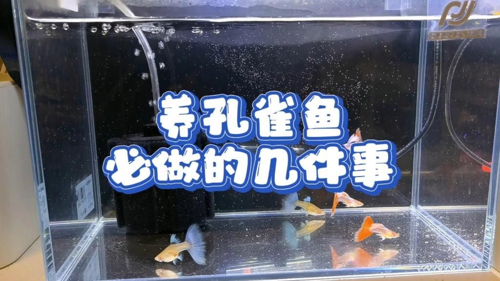 孔雀魚喂食時需要注意什么，孔雀魚喂食時需要注意的要點