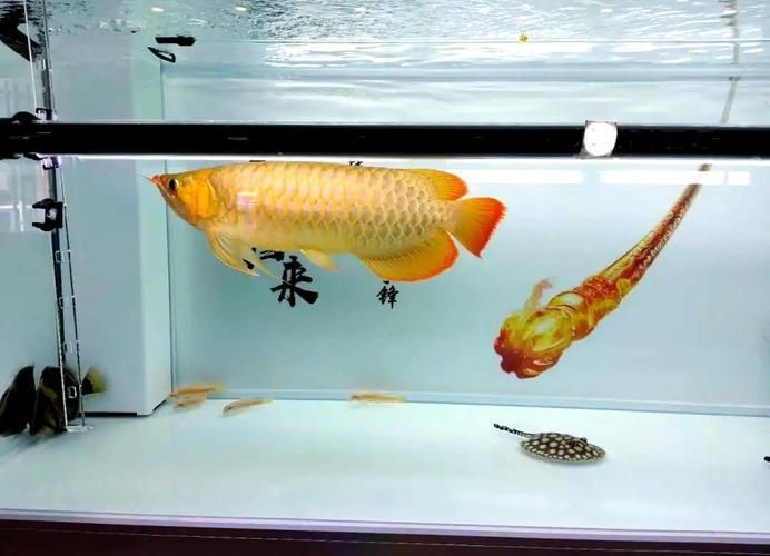 龍魚沙包魚需要哪些特殊條件，“龍魚沙包魚”飼養方法