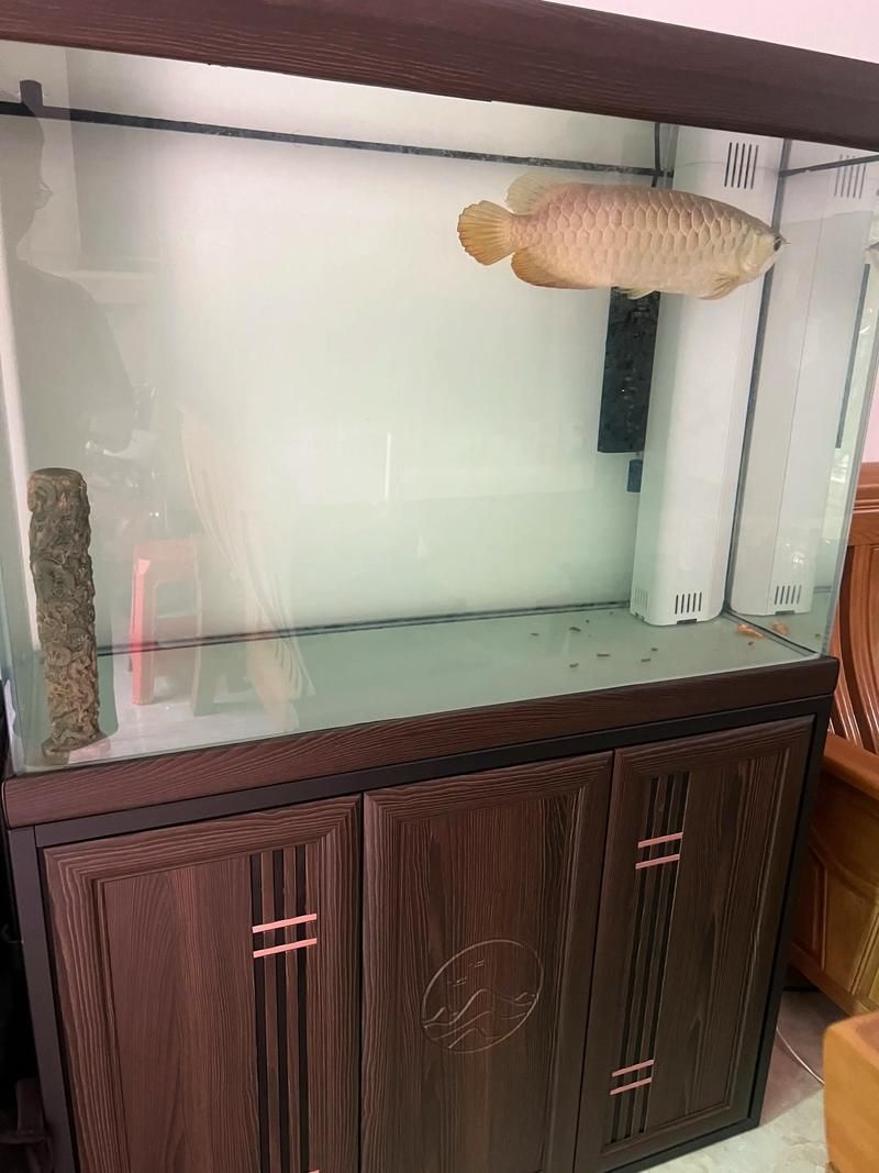 龍魚沙包魚需要哪些特殊條件，“龍魚沙包魚”飼養方法