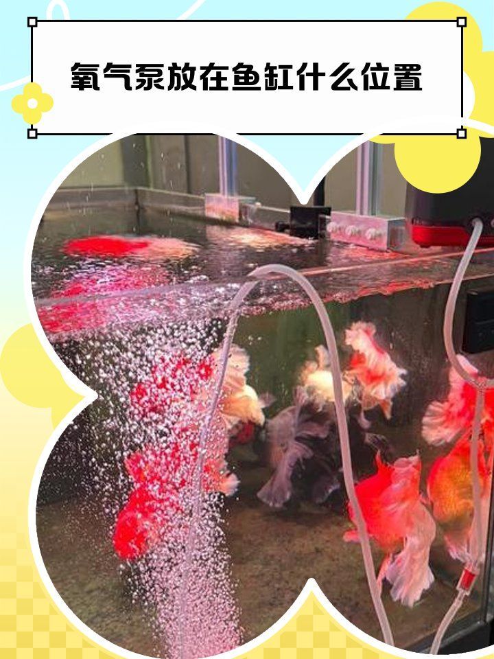 龍魚懸浮時如何補充氧氣？，增氧泵正確位置補充寵物氧氣評測