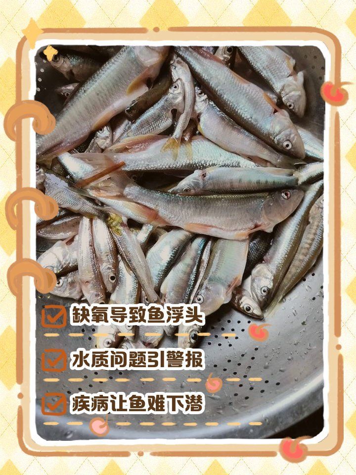 龍魚懸浮時如何補充氧氣？，增氧泵正確位置補充寵物氧氣評測