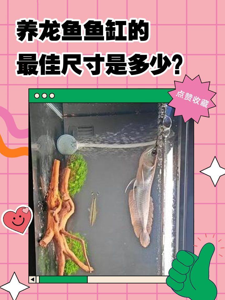 祥龍魚需要多大的魚缸？