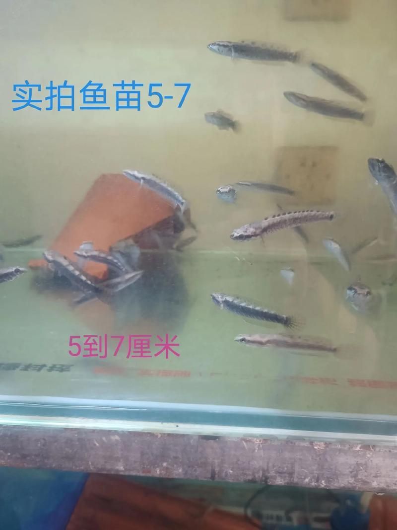 十大紅龍魚的價格是多少，十大紅龍魚價格是多少